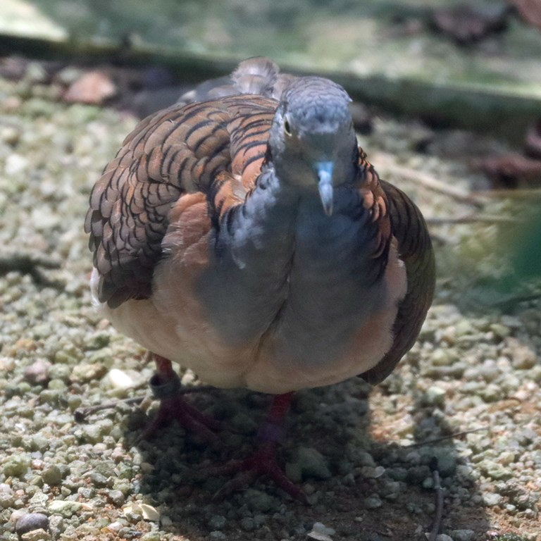 Bar-shouldered Dove