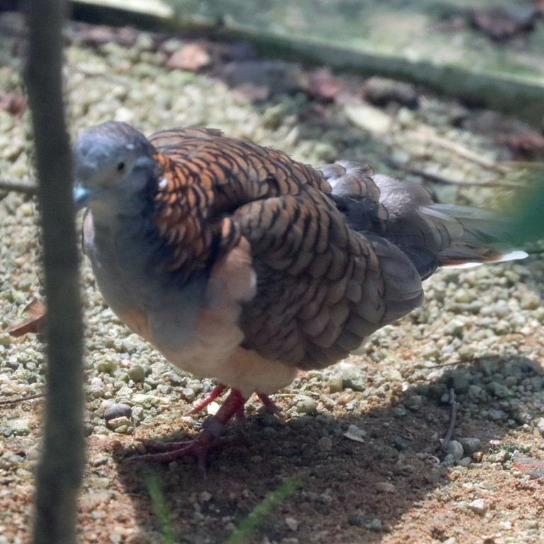 Bar-shouldered Dove