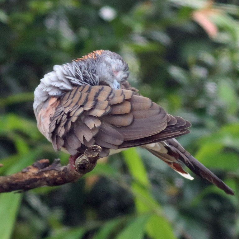 Bar-shouldered Dove