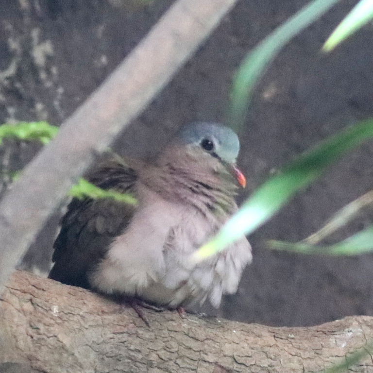 Blue-spotted Wood Dove Dove
