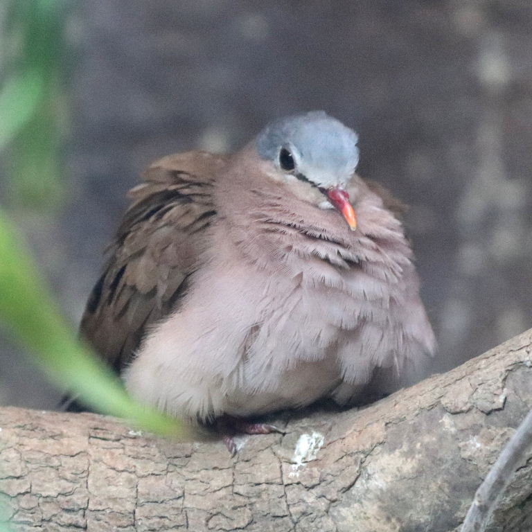 Blue-spotted Wood Dove Dove
