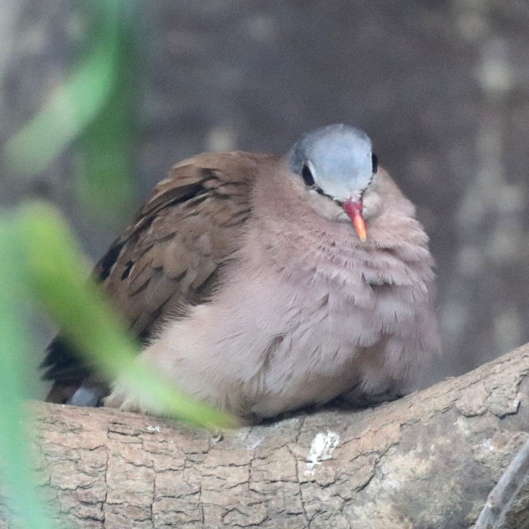 Blue-spotted Wood Dove Dove