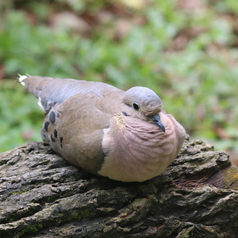 Eared Dove