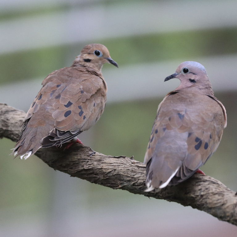 Eared Doves, male and female
