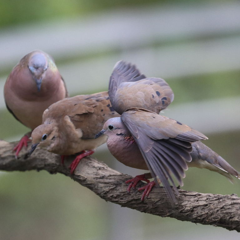 Eared Doves, male and female