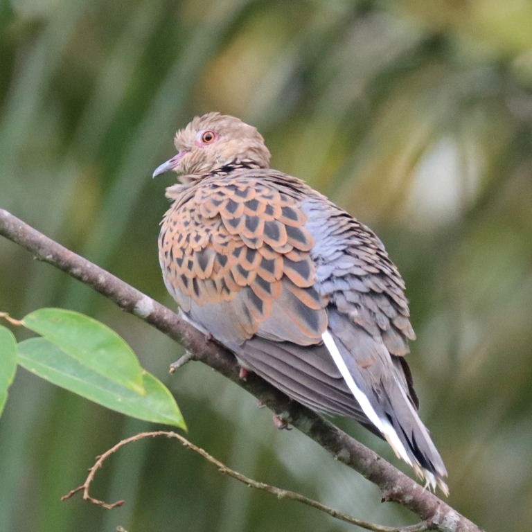 Oriental Turtle Dove
