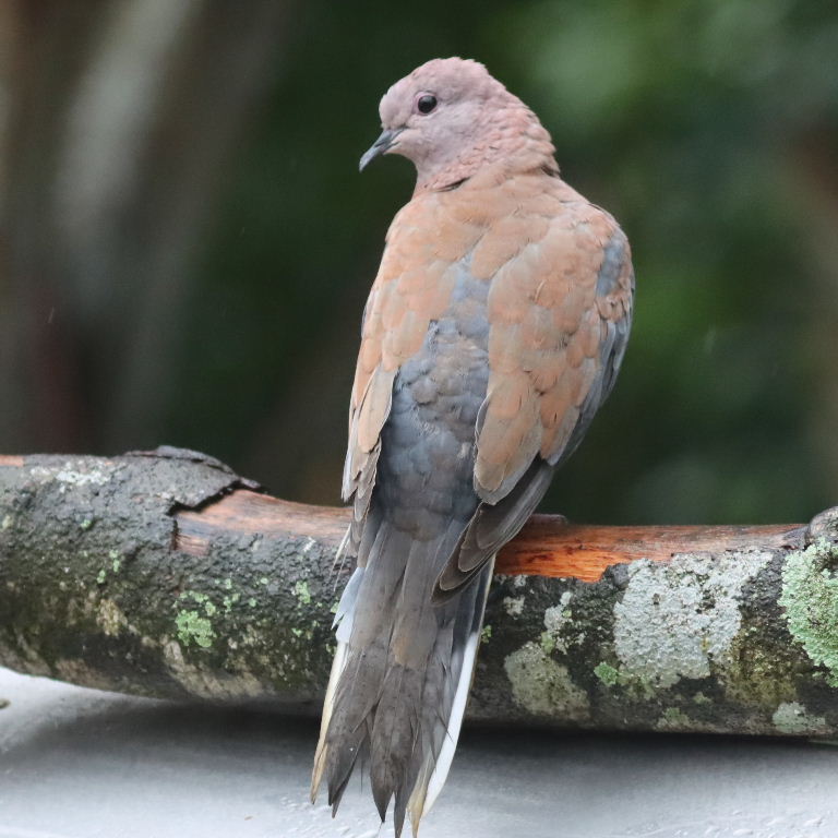 Laughing Dove
