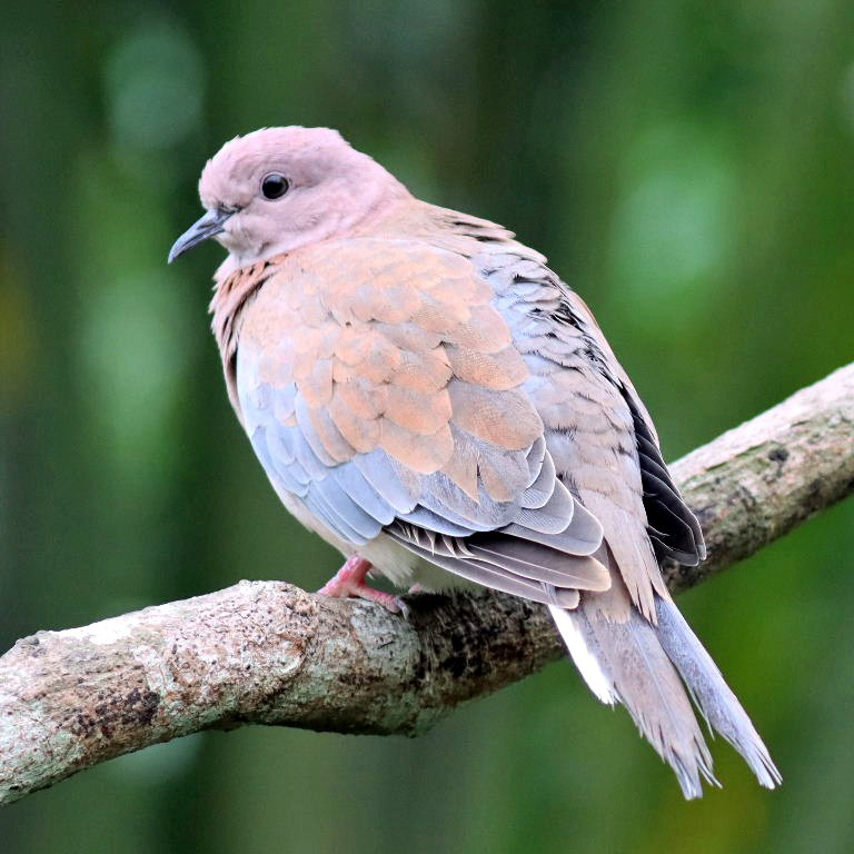 Laughing Dove