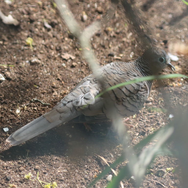 Peaceful Dove