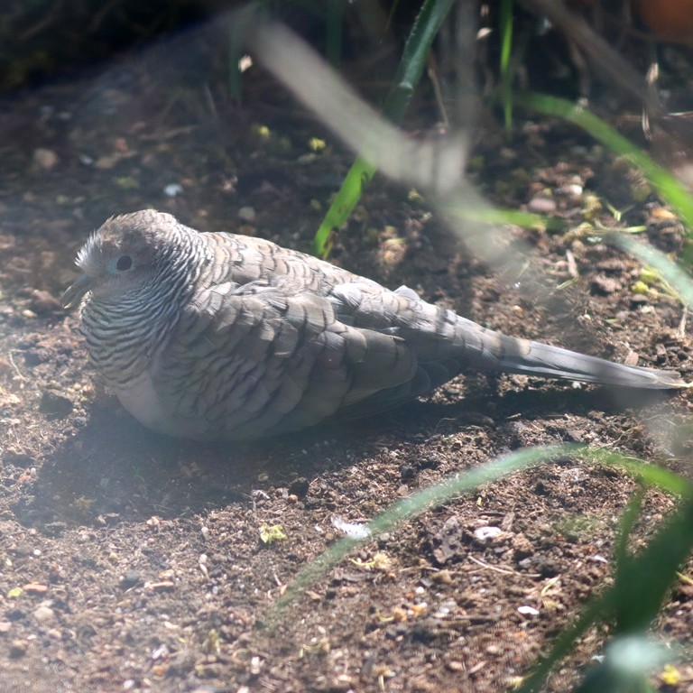Peaceful Dove