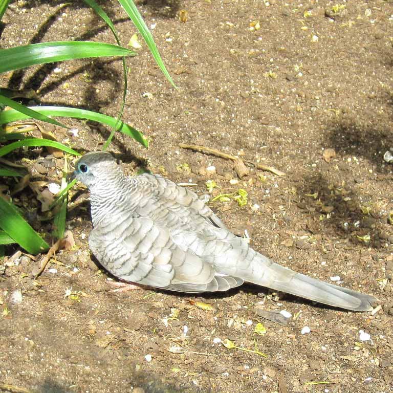 Peaceful Dove