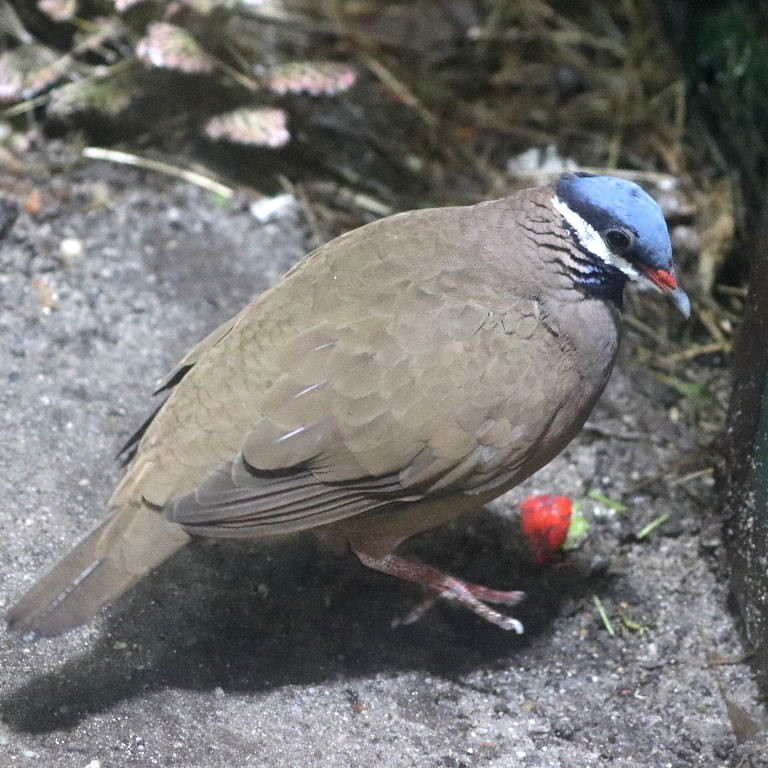 Blue-headed Quail-dove