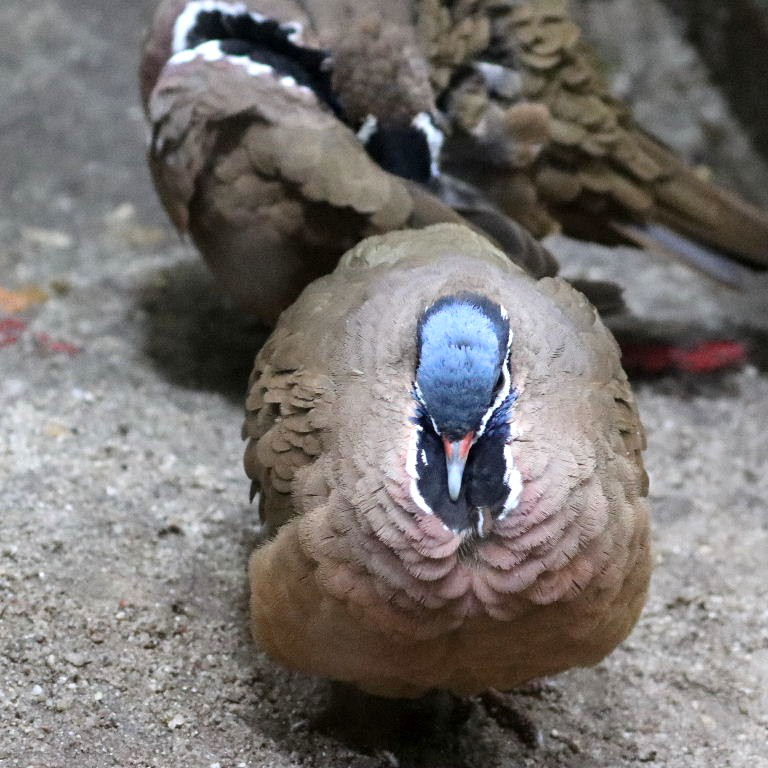 Blue-headed Quail-dove