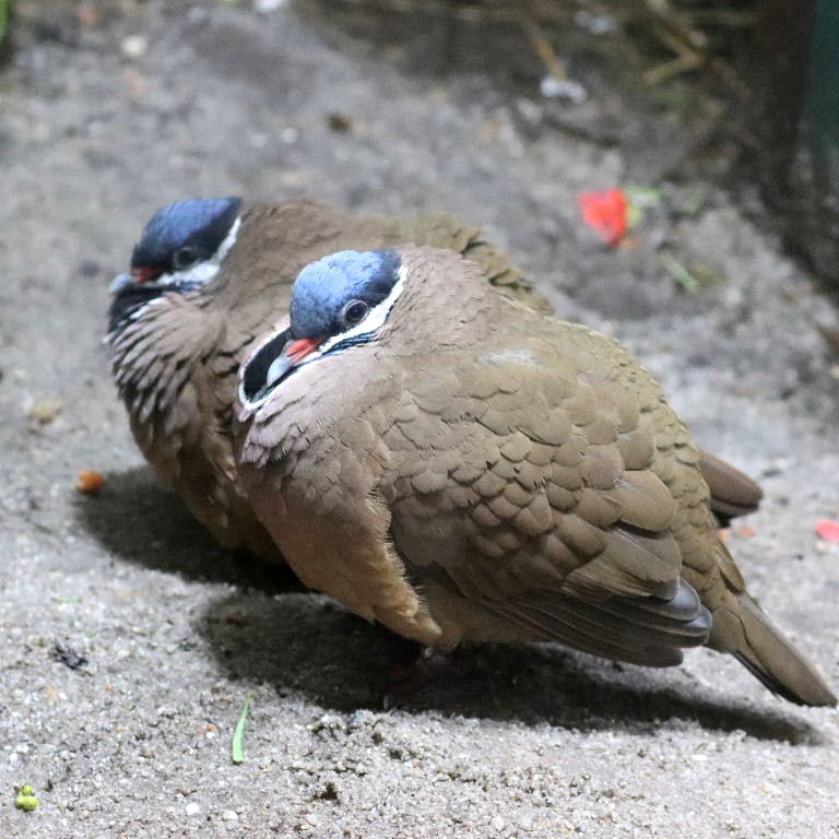 Blue-headed Quail-dove
