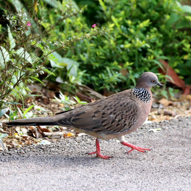 Spotted Dove
