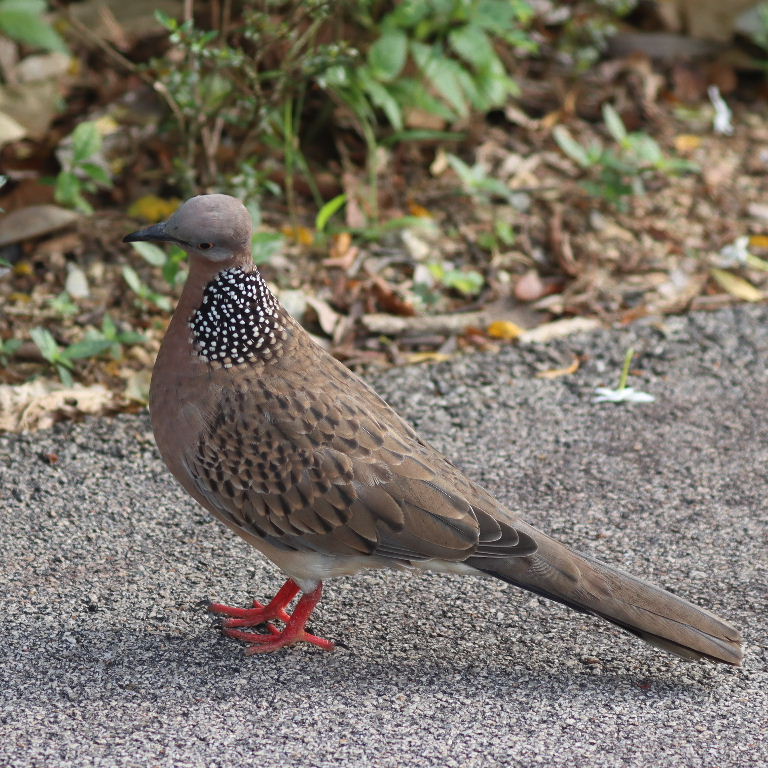 Spotted Dove