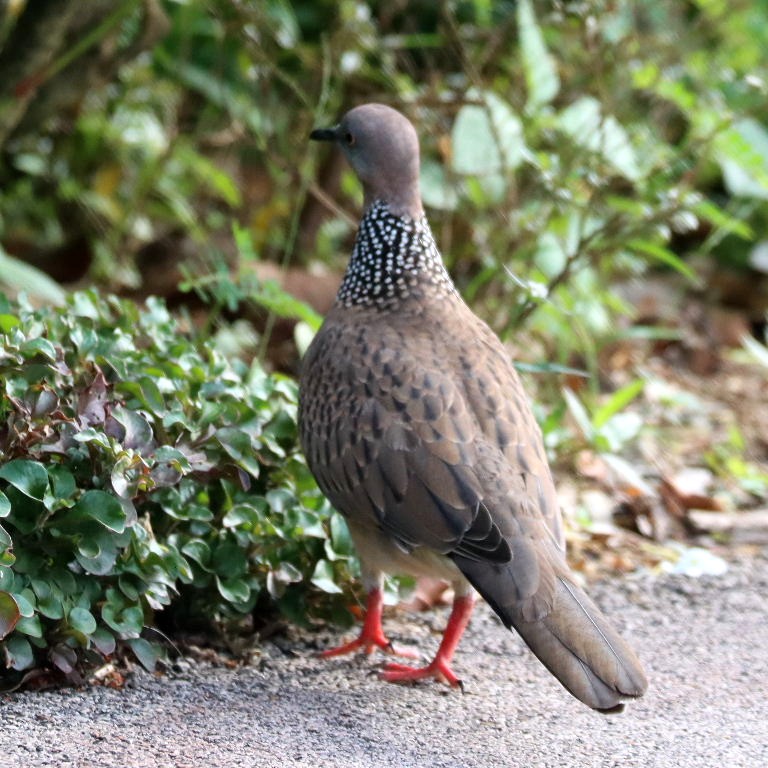Spotted Dove