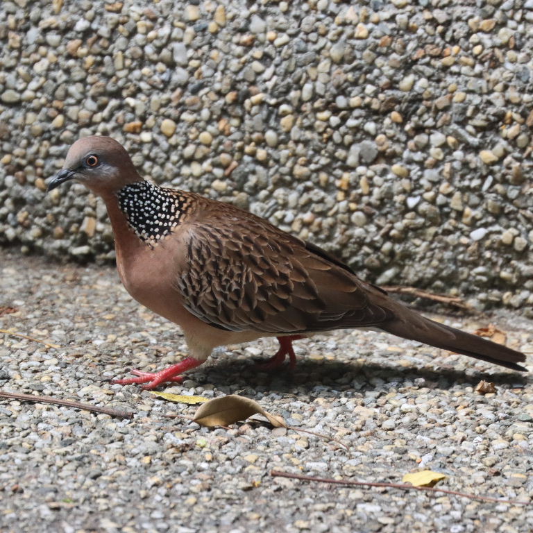 Spotted Dove