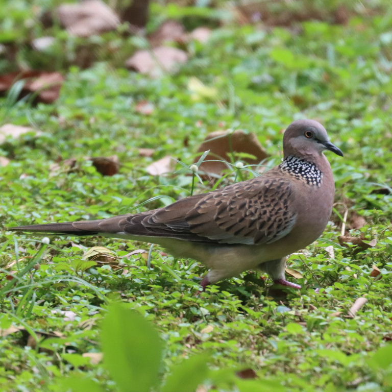 Spotted Dove