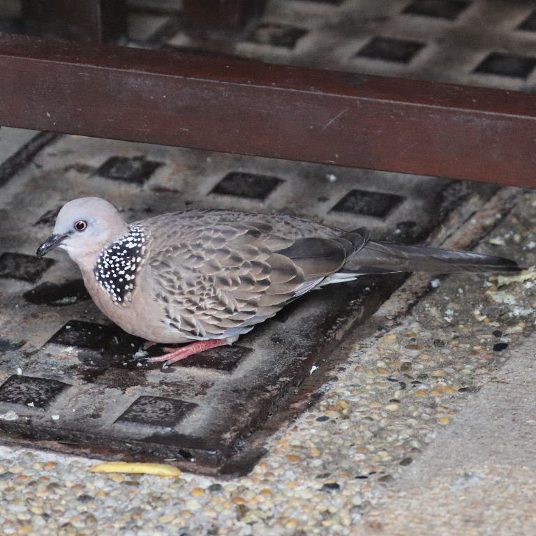 Spotted Dove