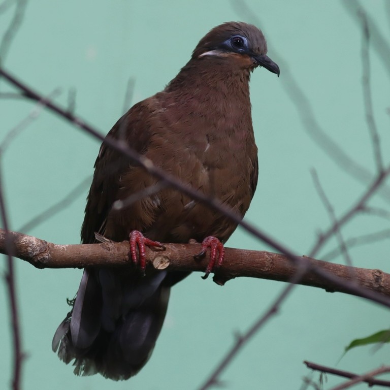 White-eared Brown Dove