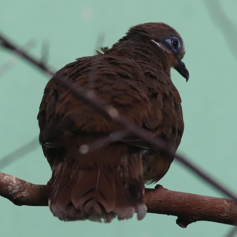 White-eared Brown Dove