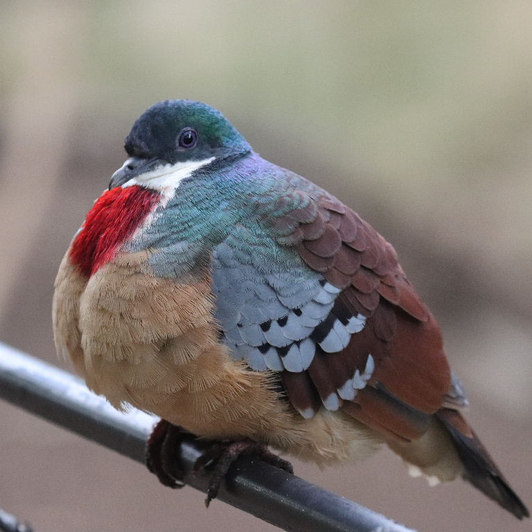 Mindanao Bleeding Heart Dove
