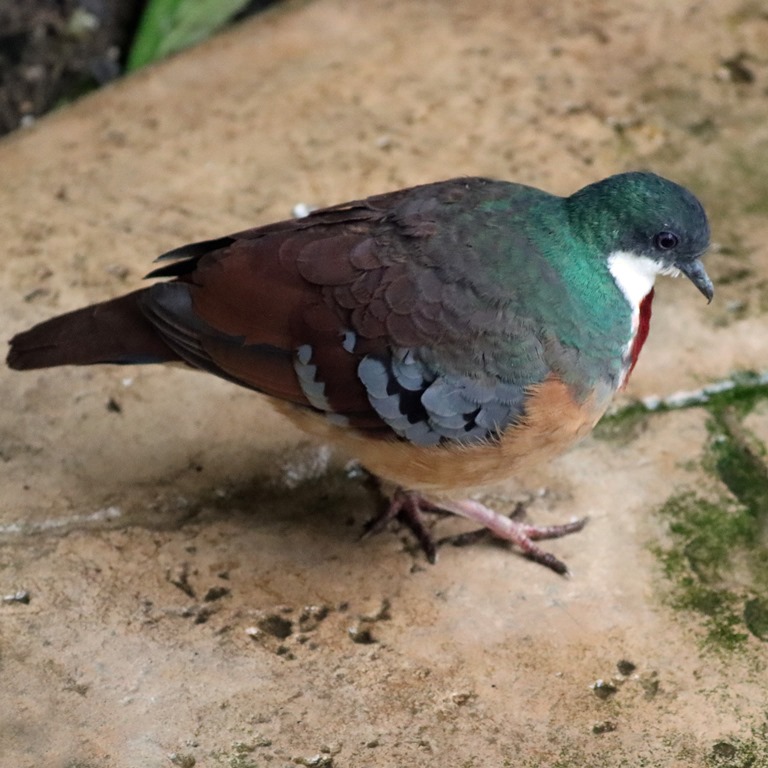 Bleeding Heart Dove