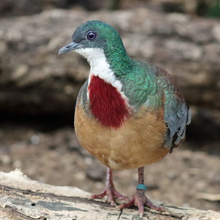 Bleeding Heart Dove