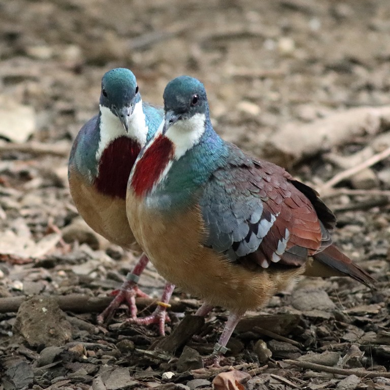 Bleeding Heart Dove