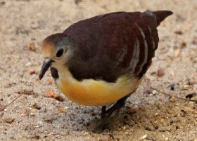 Cinnamon Ground Dove