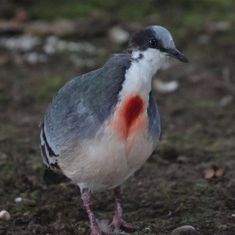Luzon Bleeding Heart Dove male