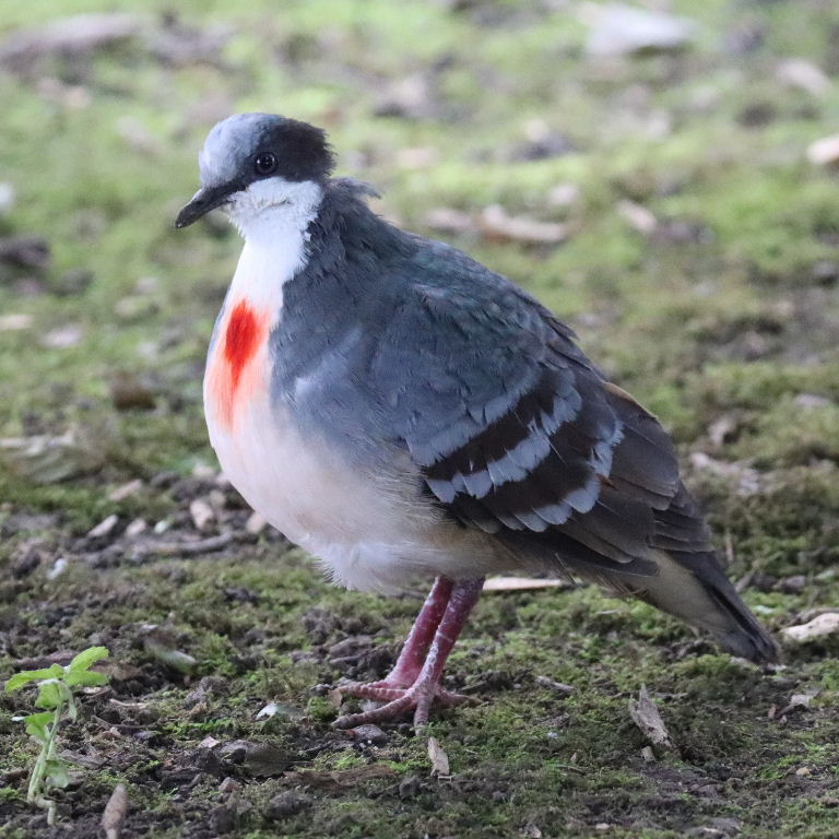 Bleeding Heart Dove female
