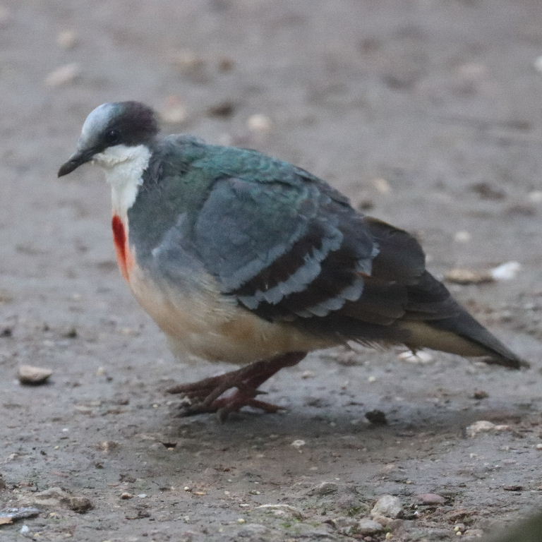 Luzon Bleeding Heart Dove