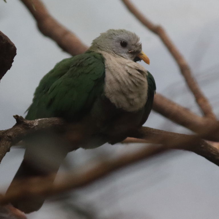 Black-chinned Fruit Dove