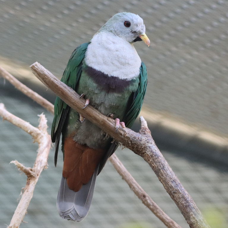 Black-chinned Fruit Dove