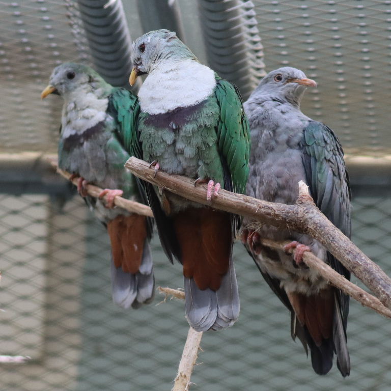 Black-chinned Fruit Dove