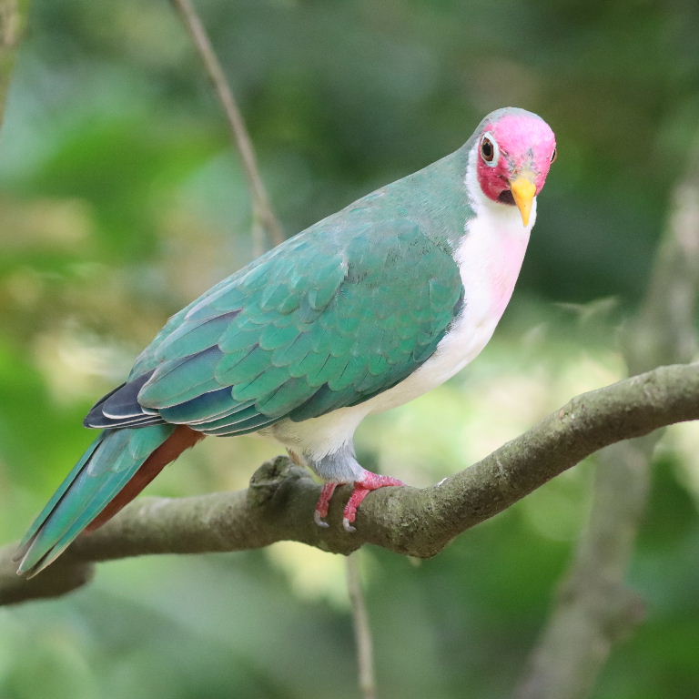 Jambu Fruit Dove