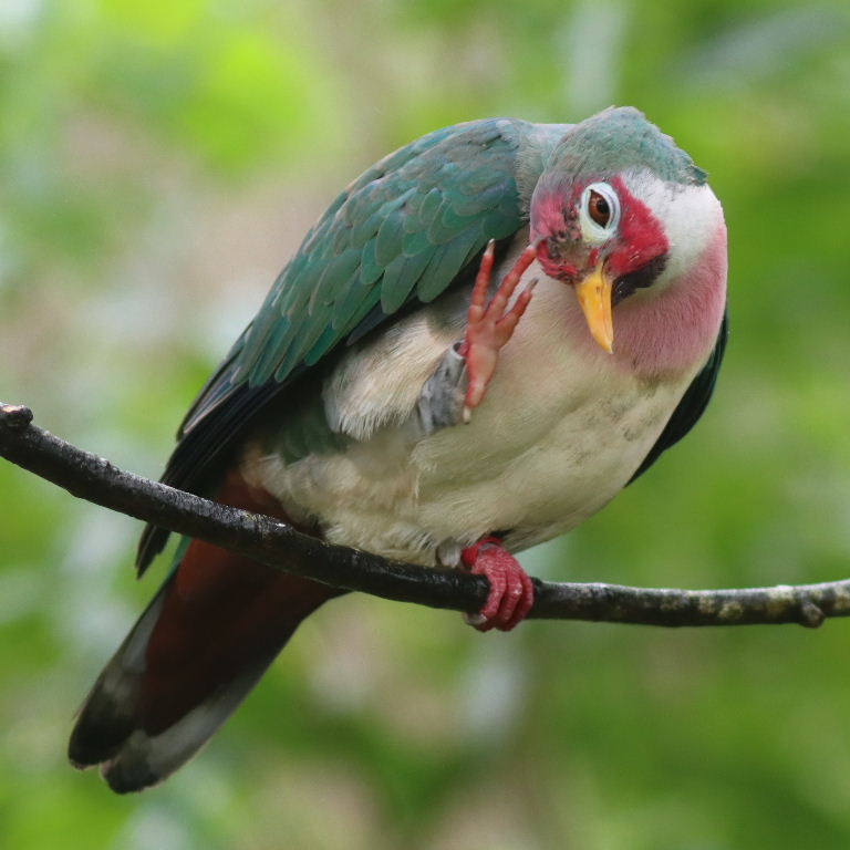 Jambu Fruit Dove