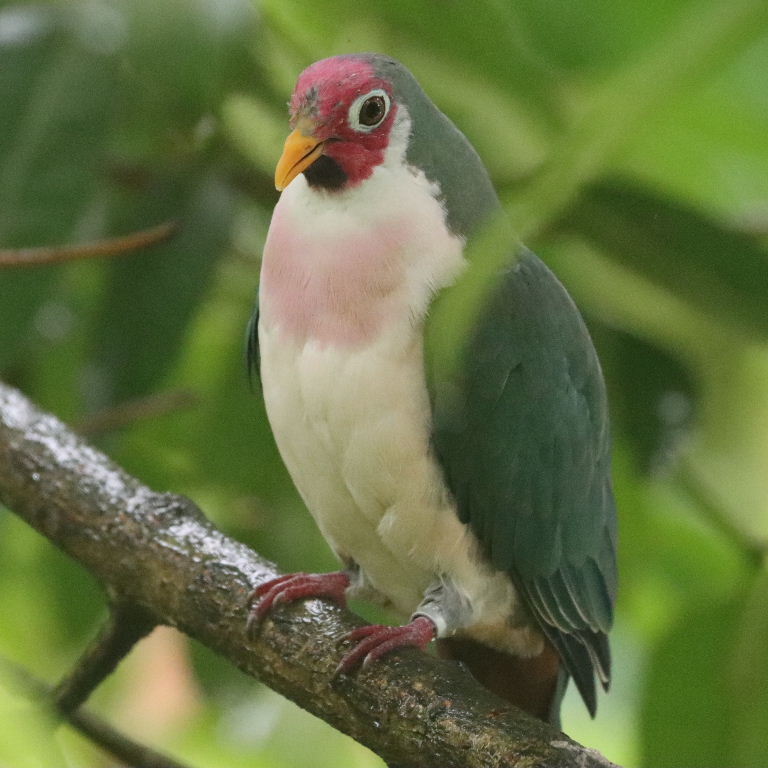 Jambu Fruit Dove