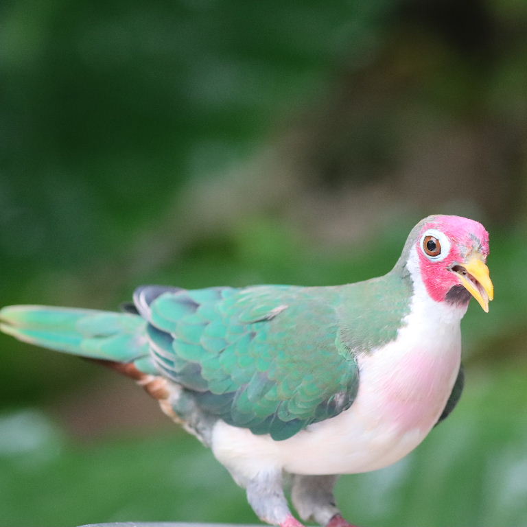 Jambu Fruit Dove