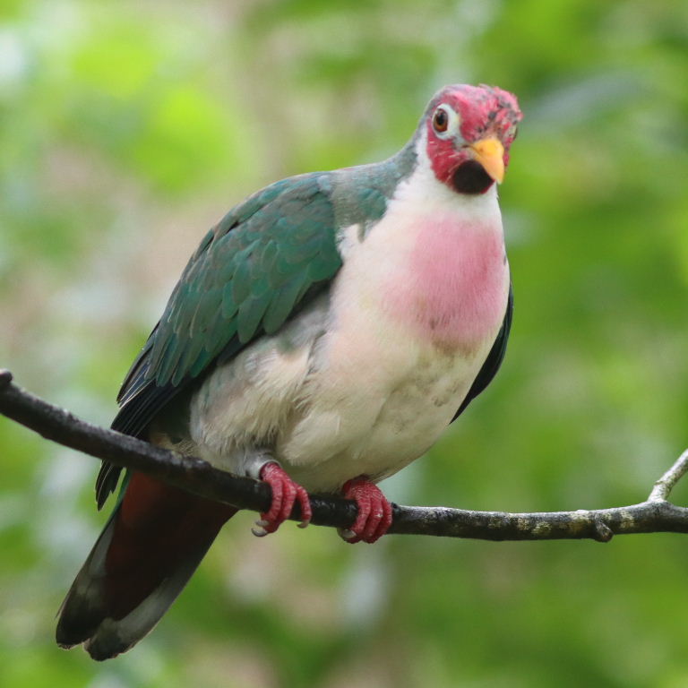 Jambu Fruit Dove