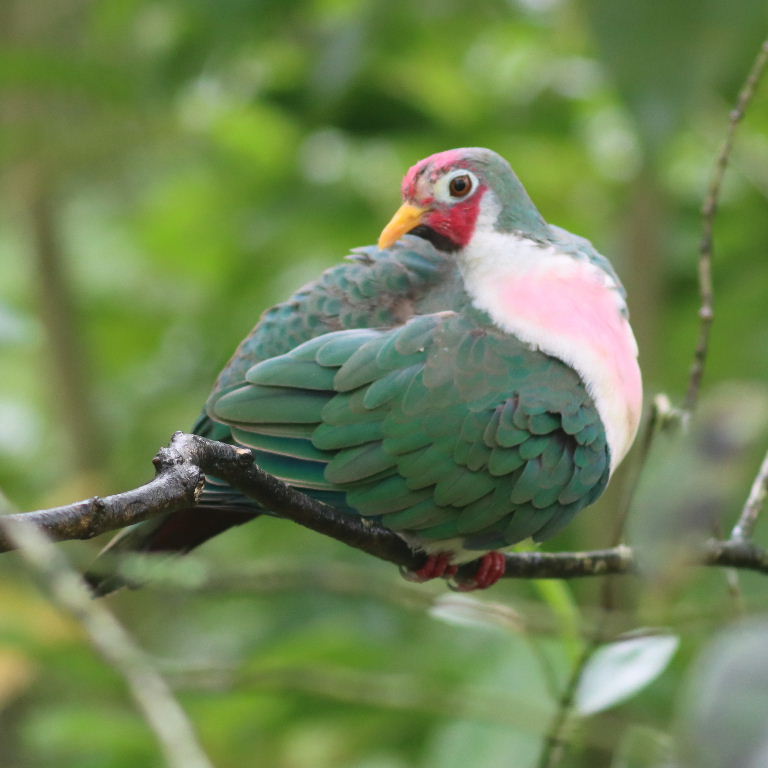 Jambu Fruit Dove