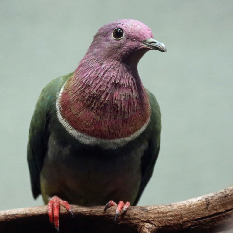 Pink-headed Fruit Dove