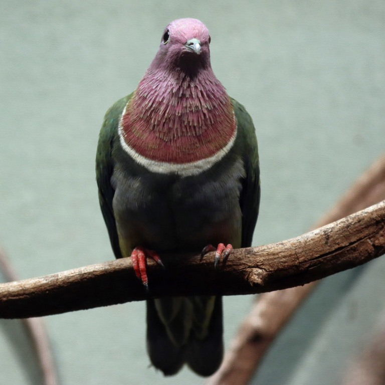Pink-headed Fruit Dove