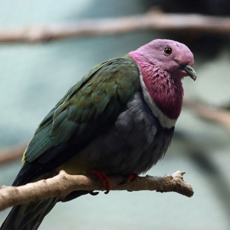 Pink-headed Fruit Dove