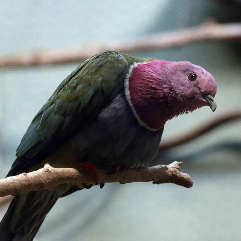 Pink-headed Fruit Dove