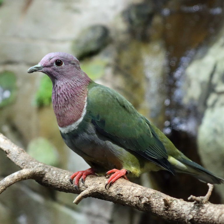 Pink-headed Fruit Dove