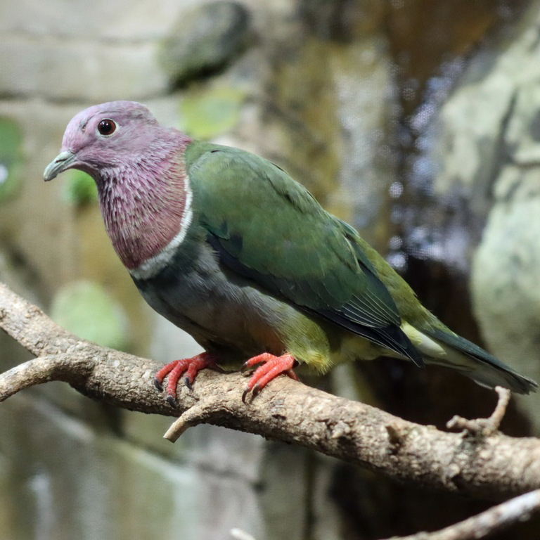 Pink-headed Fruit Dove