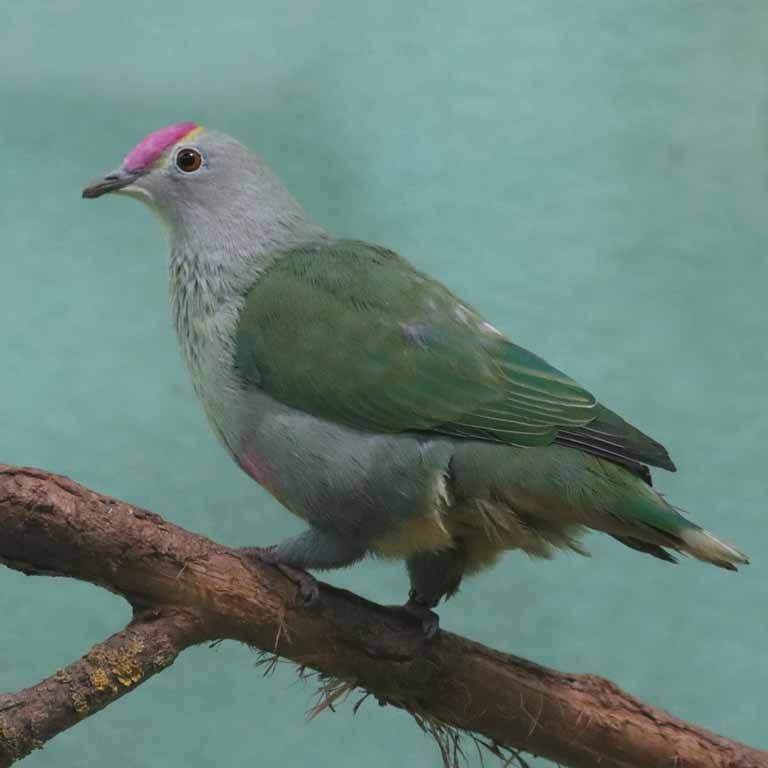 Red-bellied Fruit Dove